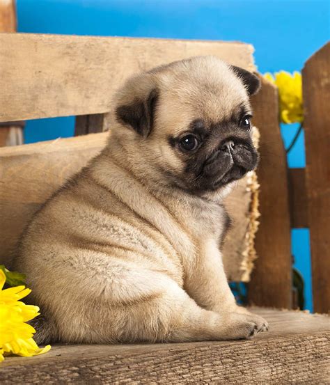 pug on sale|pugs puppies for sale nationwide.